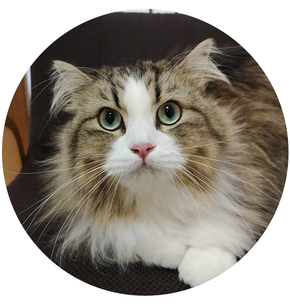 福ちゃん（ラガマフィン）