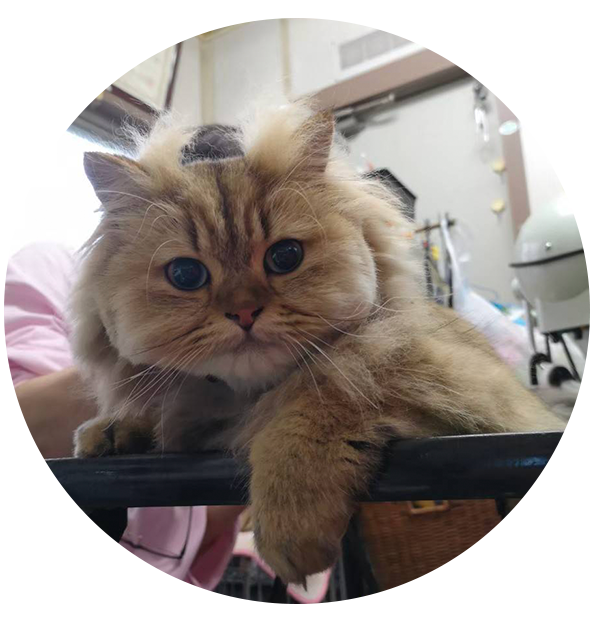 菊ちゃん（サイベリアン）