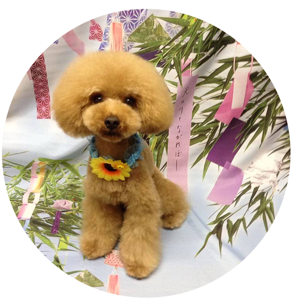 ティアラくん（トイプードル）