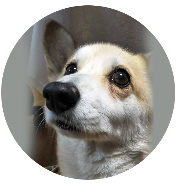 はなちゃん  コーギー