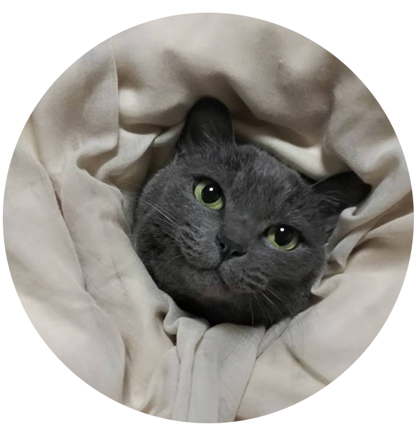 雪ちゃん（ラグドール）