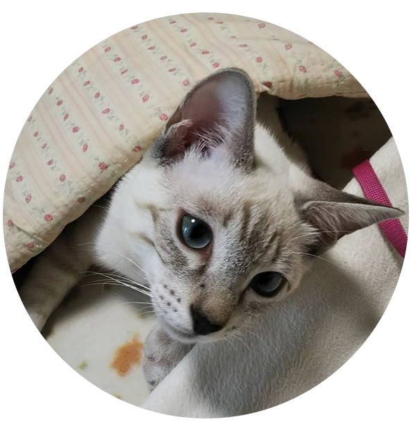 菊ちゃん（サイベリアン）