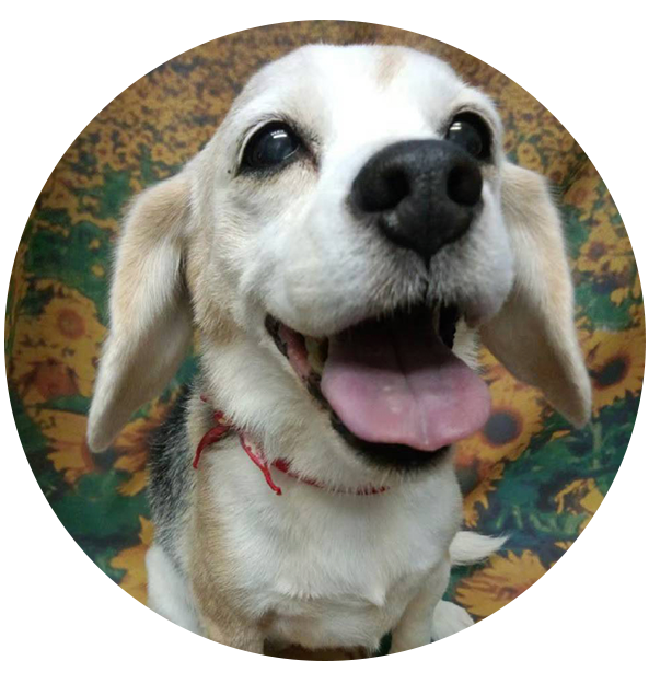 ビーちゃん  ビーグル