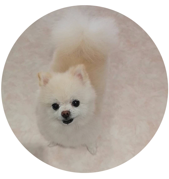 メロちゃん  ポメラニアン